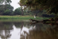 1_Gray-Heron_X_87A9844