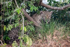 1_Jaguar_1DX1083
