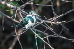 j2 Amazon-Kingfisher_1DX9504
