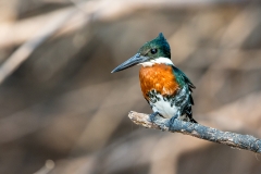 j3 Amazon-Kingfisher_1DX9640