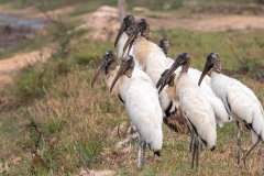 j1b American-Wood-Ibis_a_87a7121
