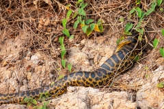 f9a Anaconda_1DX1726