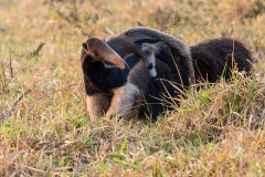 g9 Ant-Eater_1DX0647