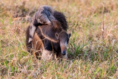 g9a Ant-Eater_1DX0689
