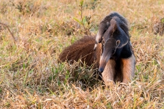 g9b Ant-Eater_1DX0708