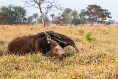g7 Ant-Eater_1DX0717