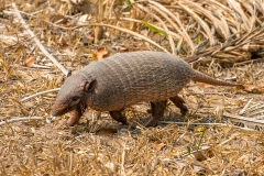 k5a Armadillo_1DX0055