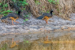 c6a Bare-faced-Curassow_1DX1972