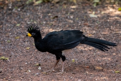 c6b Bare-faced-Currasow_87A9020