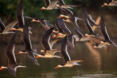 k3 Black-Skimmer_1DX9225
