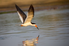 k4 Black-Skimmer_1DX9233