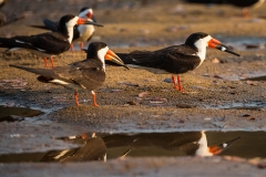 k5 Black-Skimmer_1DX9247