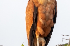 c3a Black-collared-hawk_87A0143