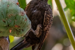 b9i Blond-crested-Woodpecker_87A9112