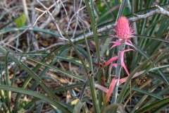 l2a Blüte_1DX0013