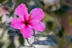 k6 Blüte_1DX9571