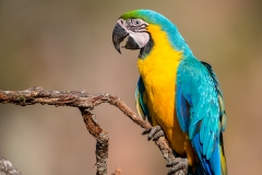 b9h Blue-and-Yellow-Macaw_1DX9270