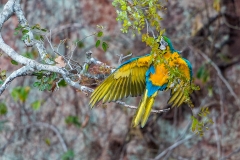 b9d Blue-and-Yellow-Macaw_1DX9695