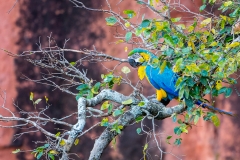 b9e Blue-and-Yellow-Makaw_1DX9584