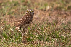 b9l Burrowing-Owl_87A9665