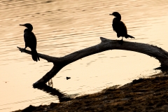 F7 Cormorant_1DX9167