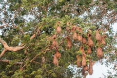 Crested-Oropendola_1DX1027