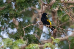 c7i Crested-Oropendola_1DX1055