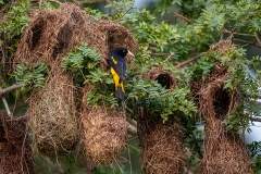 c7j Crested-Oropendola_87A0046