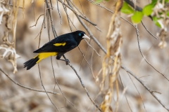 c7k Crested-Oropendola_87A0267