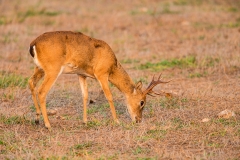 p6 Deer_1DX9787