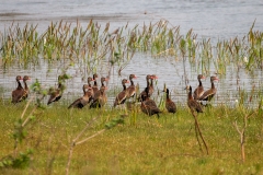 h9b  Ducks_1DX0020