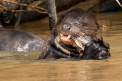 l4 Giant-Otter_1DX1421