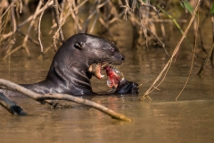 l3 Giant-Otter_1DX1486