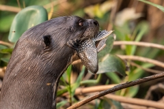 l5 Giant-Otter_87A9865