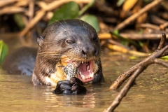 l7 Giant-Otter_87A9875