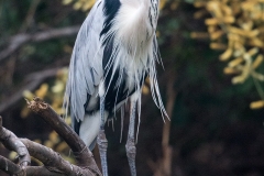 g9d Gray-Heron_1DX0371