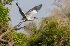 f2 Gray-Heron_1DX9402