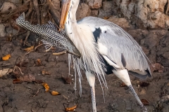g9c Gray-Heron_87A9826