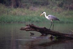 g9e Gray-Heron_87A9839
