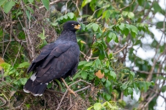 h1 Great-Black-Hawk_1DX2272