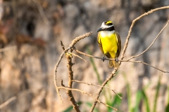 g6a Great-Kiskadee_1DX1250