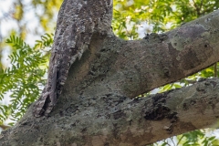 h3a Great-Potoo_1DX1628