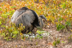 F8 Greater-Rhea_1DX0052
