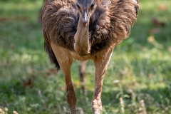 g9h Greater-Rhea_87A9091