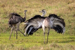 g9g Greater-Rhea_87A9649