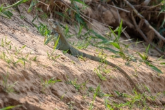 F9 Green-Iguana_1DX1988