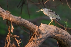 h8 Heron_1DX9503