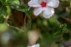 h6a Hibiskus_87A9098