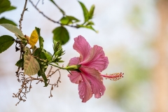 j1a  Hibiskus_87A9099