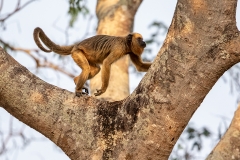 d1 Howler-Monkey_87A0275